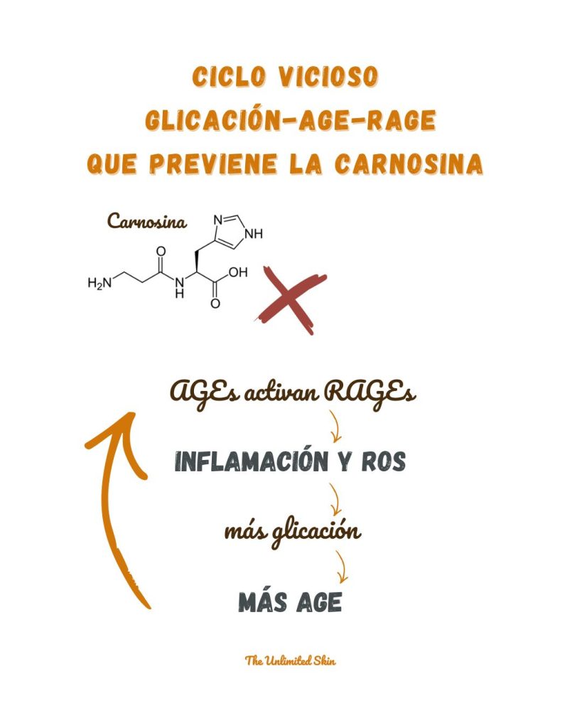 l carnosina para la piel