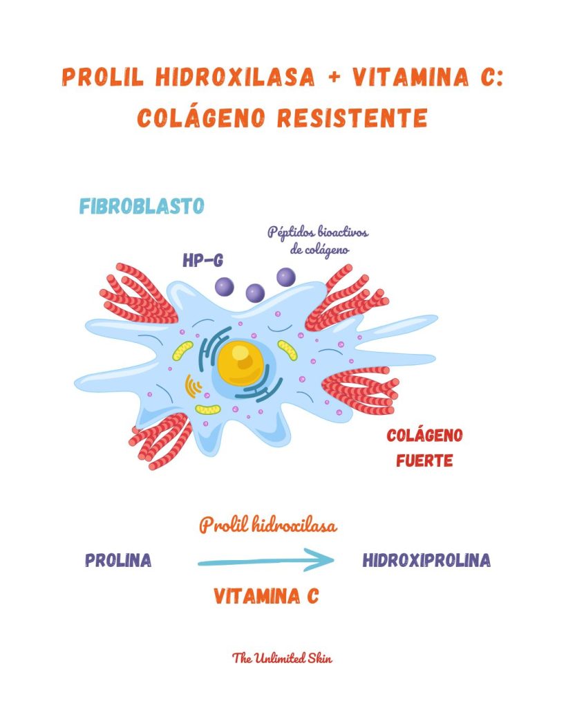 colágeno hidrolizado bioactivo